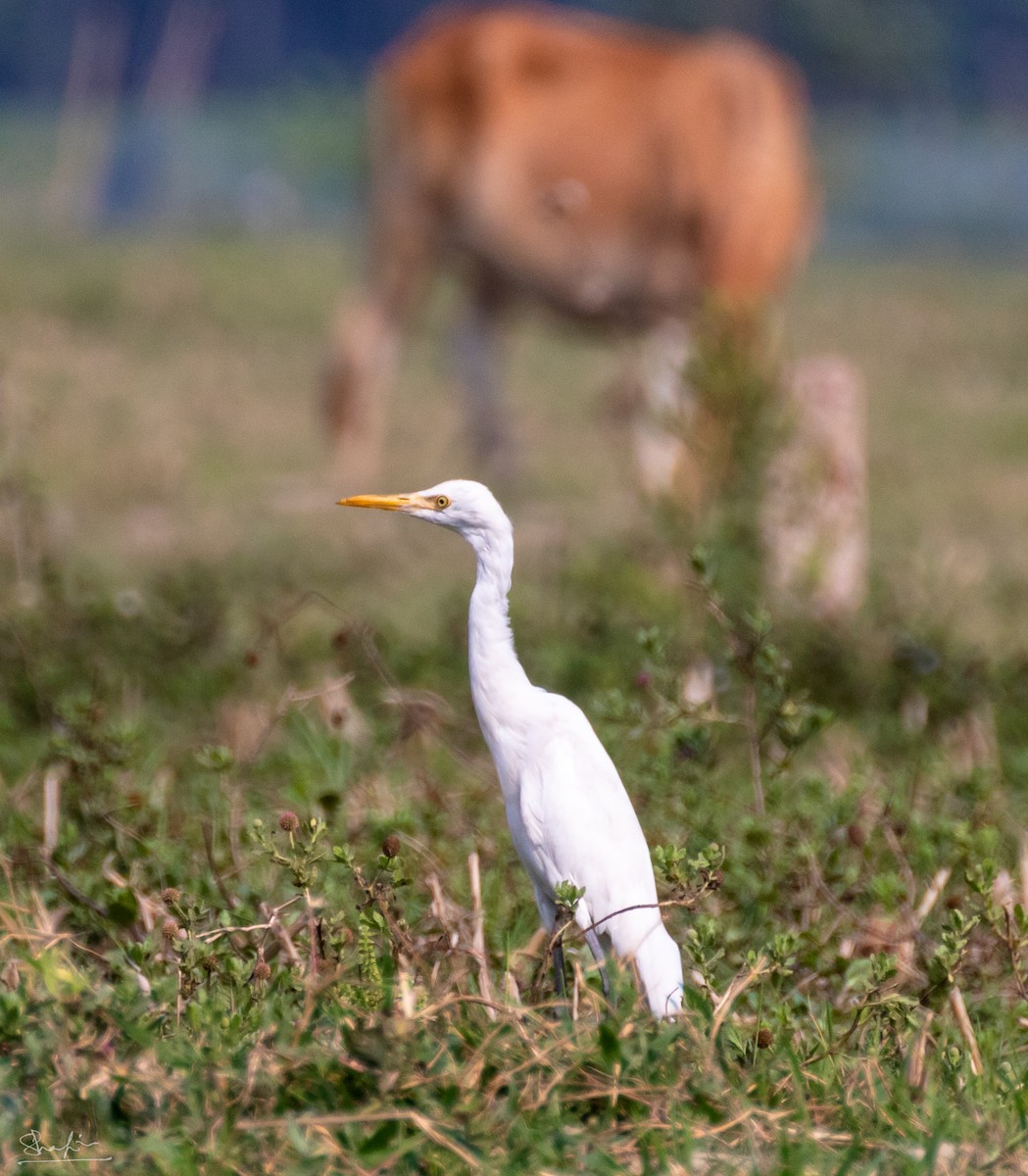 Eastern Cattle-Egret - ML644220062