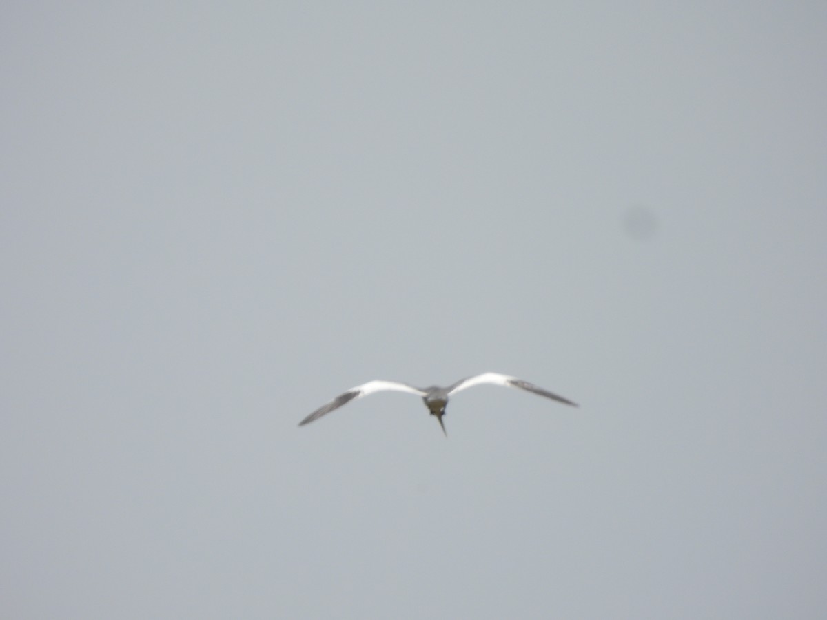 Large-billed Tern - ML644220065
