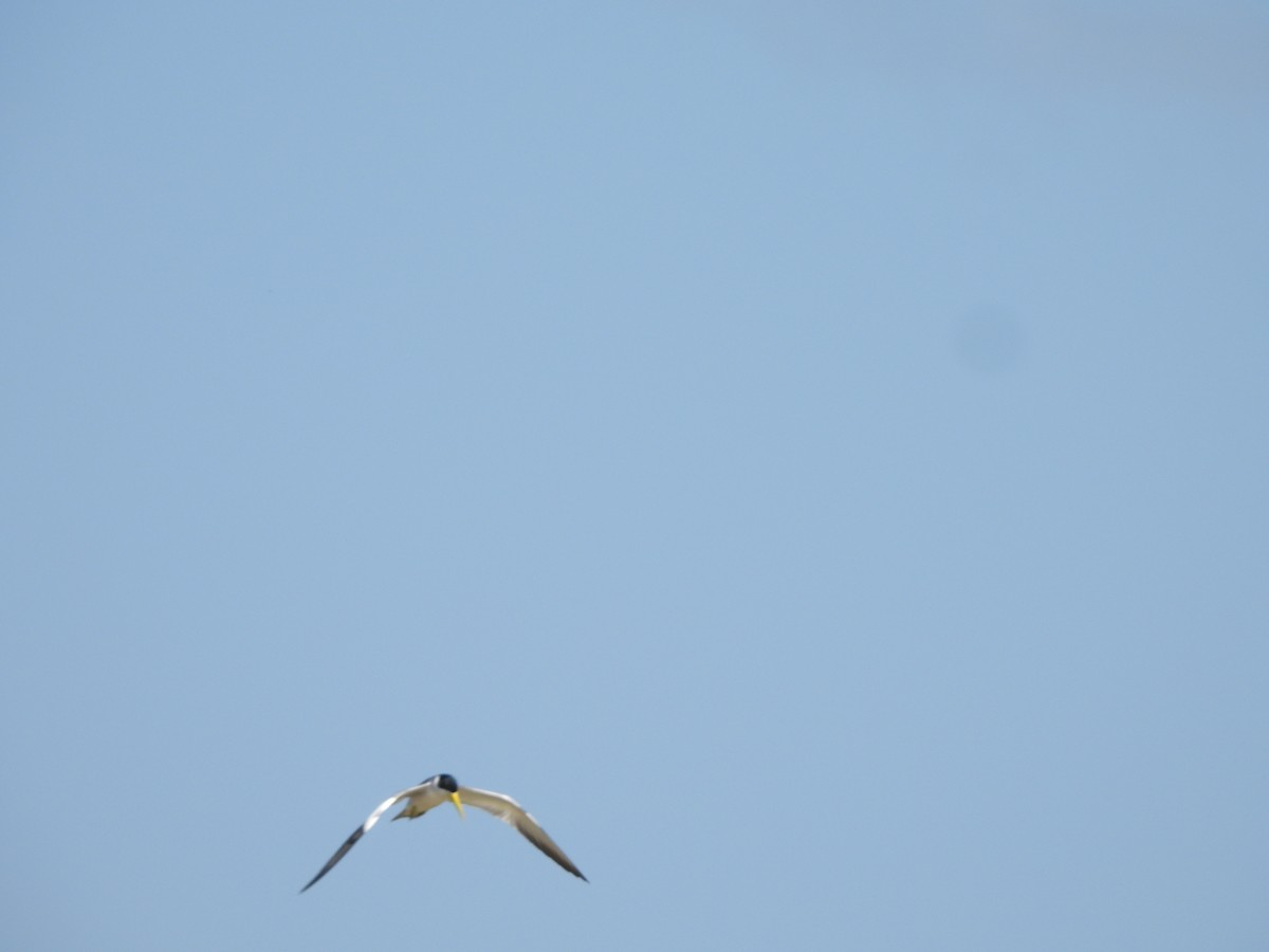 Large-billed Tern - ML644220066