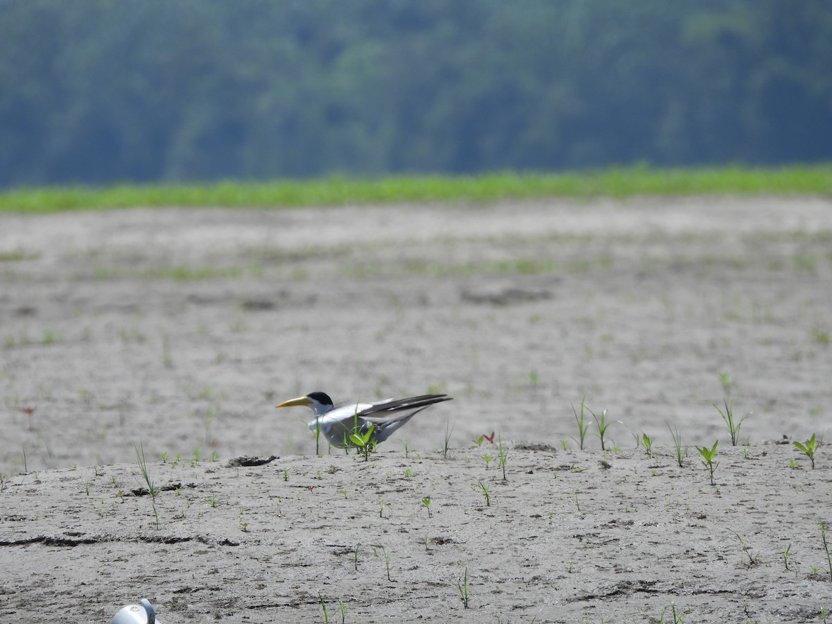 Large-billed Tern - ML644220067