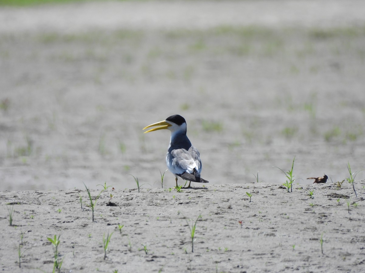 Large-billed Tern - ML644220068