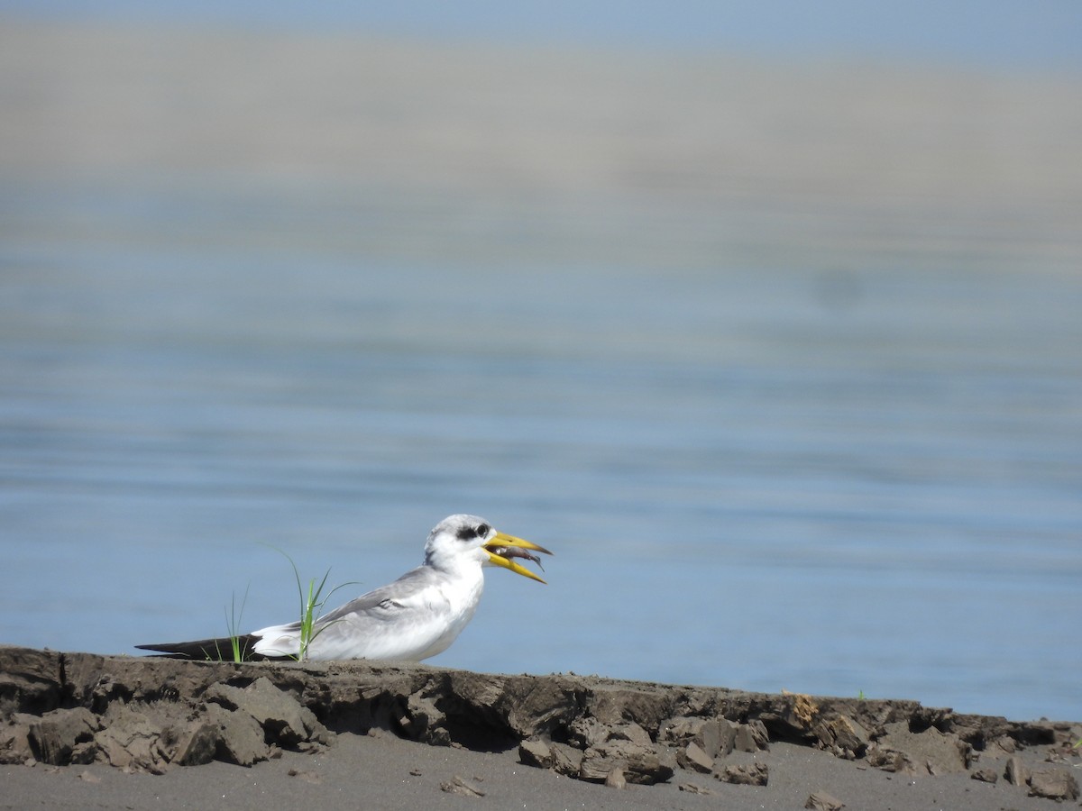 Large-billed Tern - ML644220069