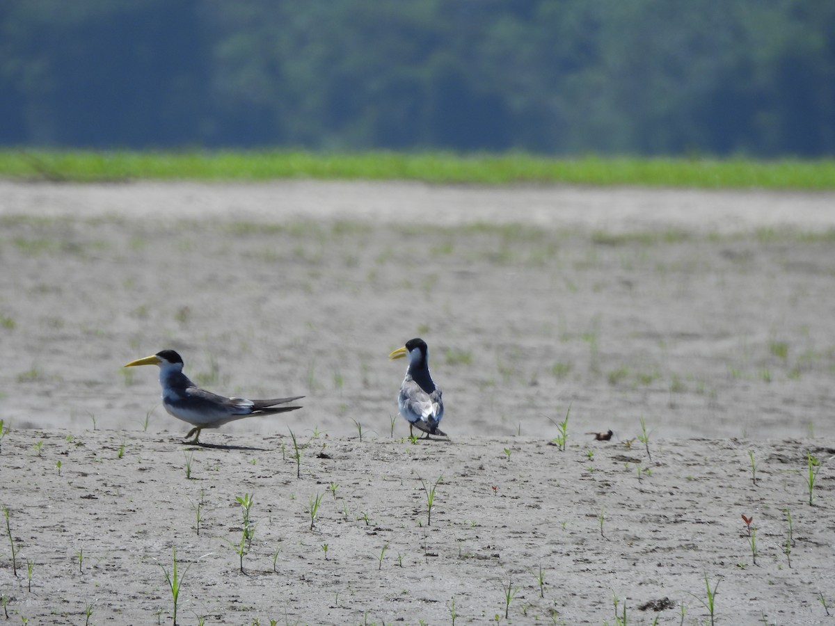Large-billed Tern - ML644220070