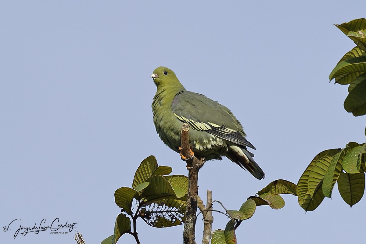 Madagascar Green-Pigeon - ML644220072