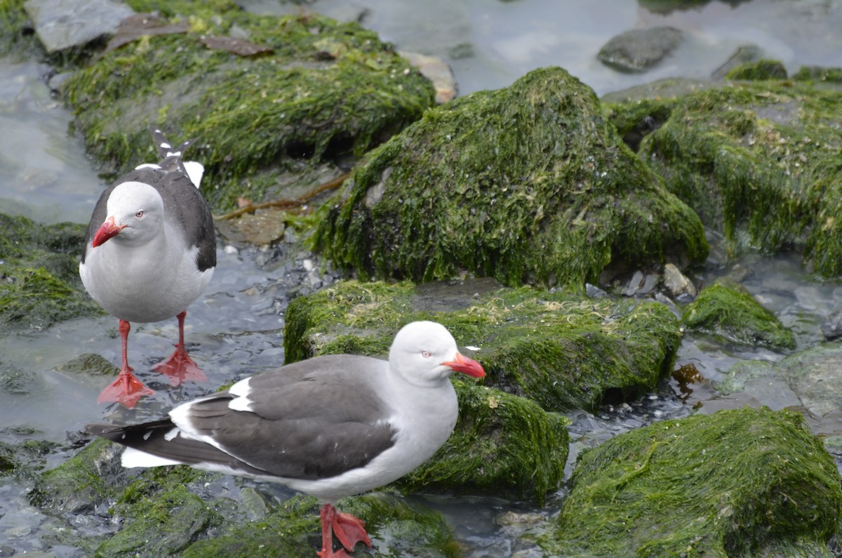 racek magellanský - ML644220073