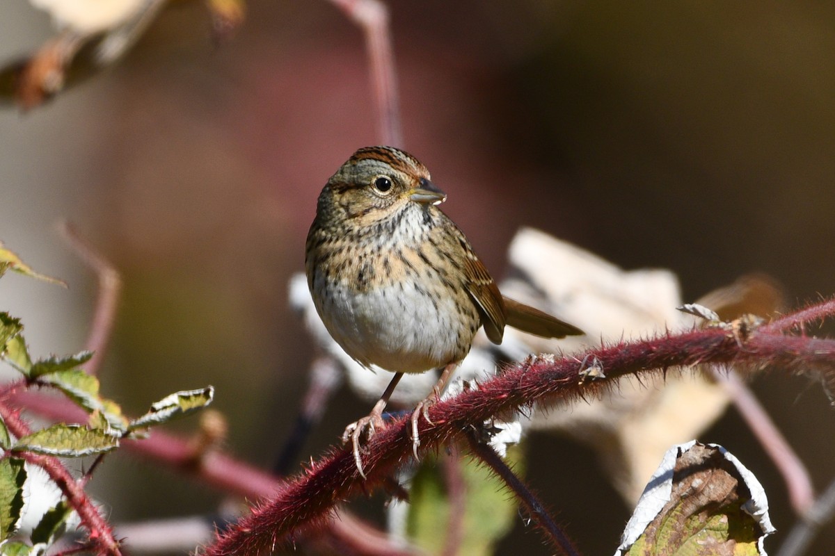 Lincoln's Sparrow - ML644220079