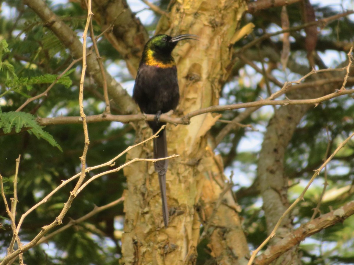 Bronze Sunbird - ML644220086