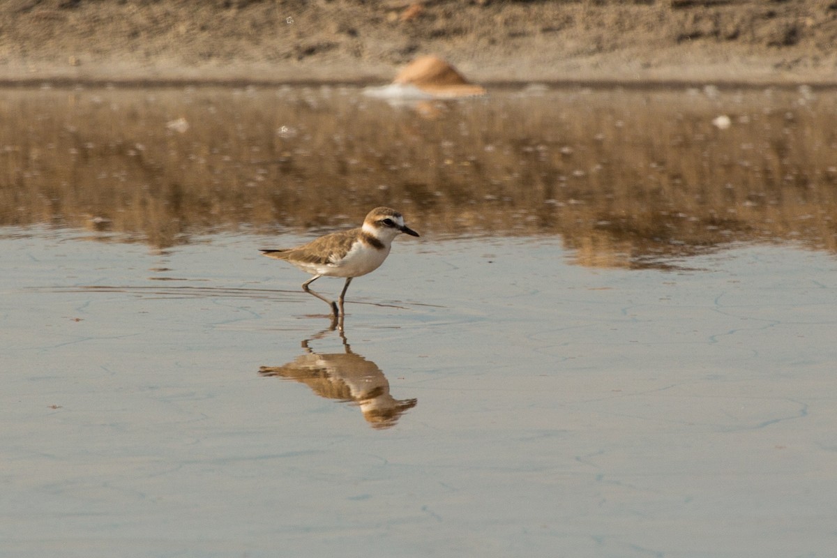 Javan Plover - ML644220108