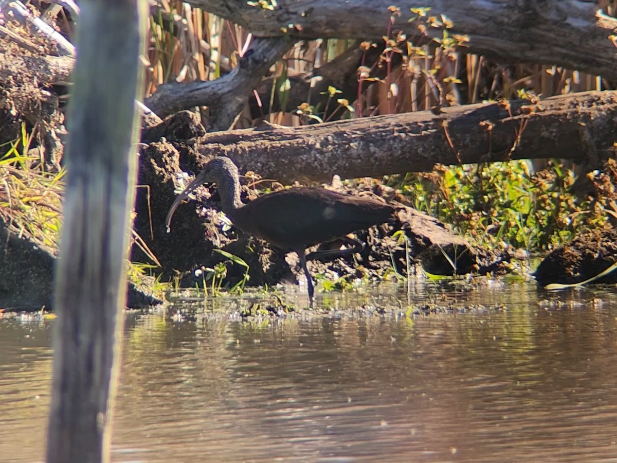 Glossy Ibis - ML644220115