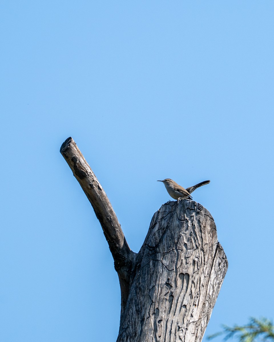 Підбуреник - ML644220120