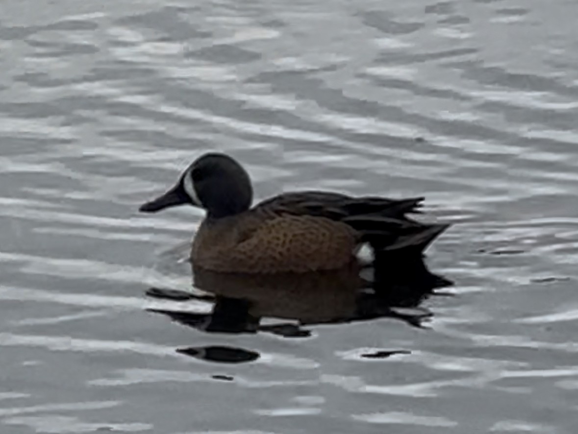 Blue-winged Teal - ML644220130