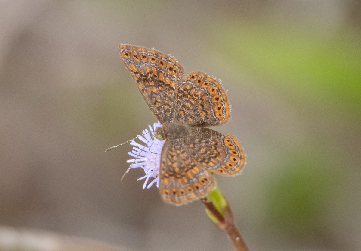 Animals - ML644220175