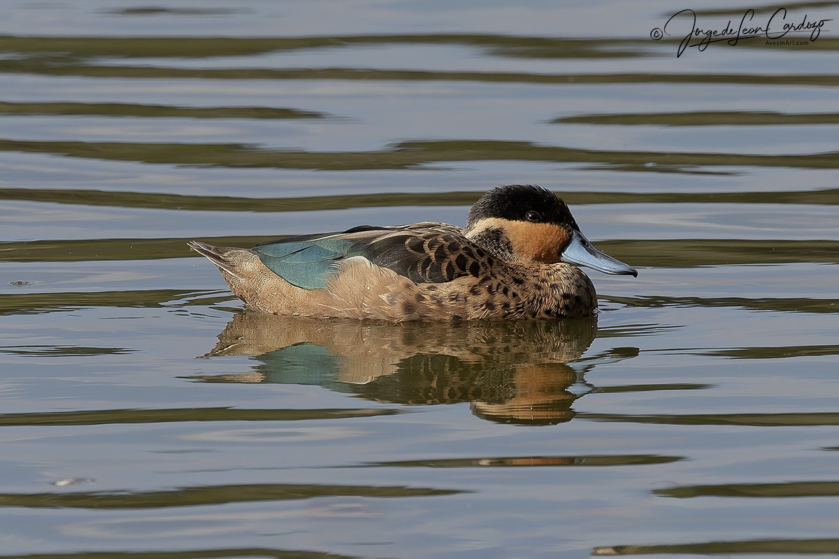 Blue-billed Teal - ML644220186
