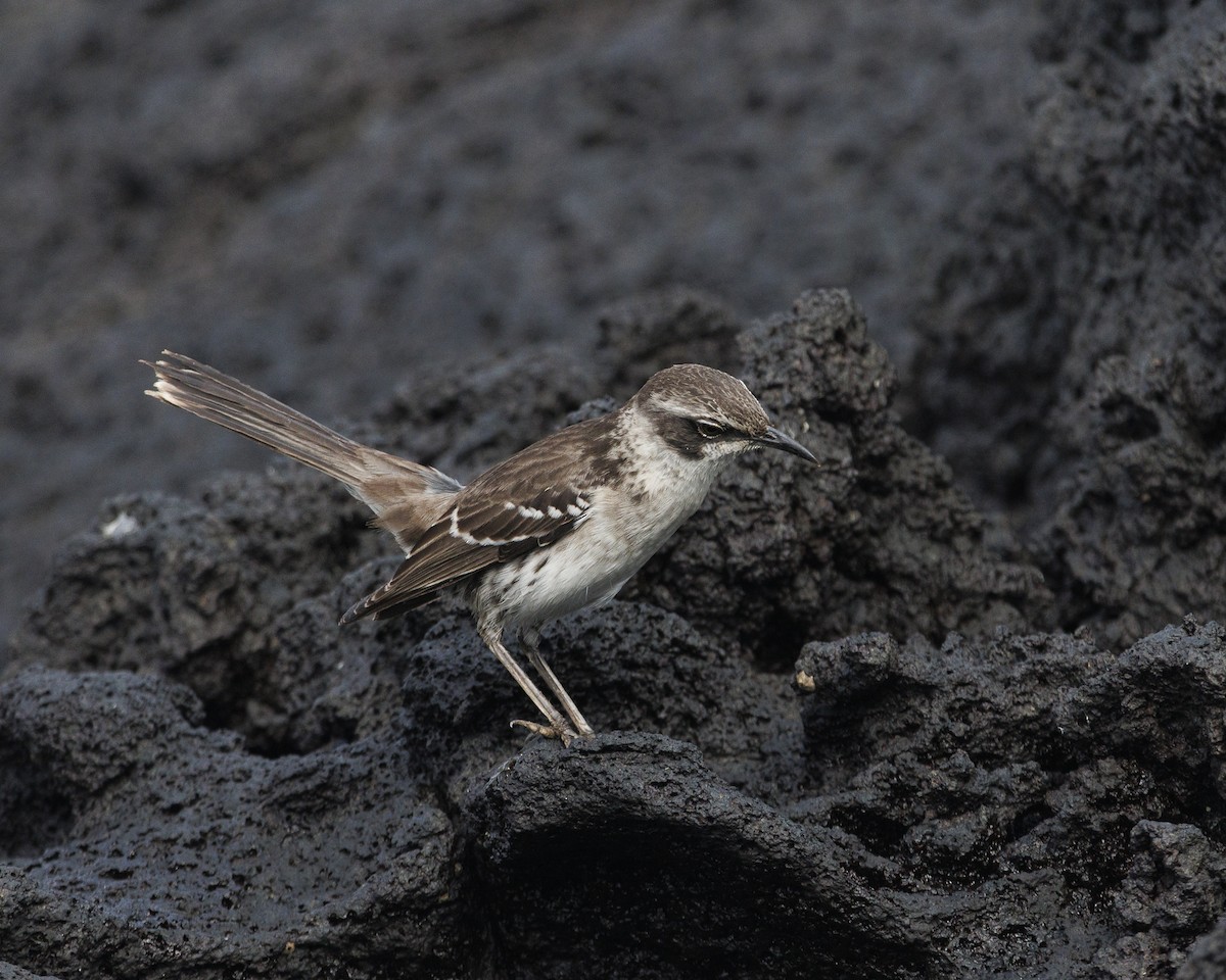 Galapagos Taklitçisi - ML644220196