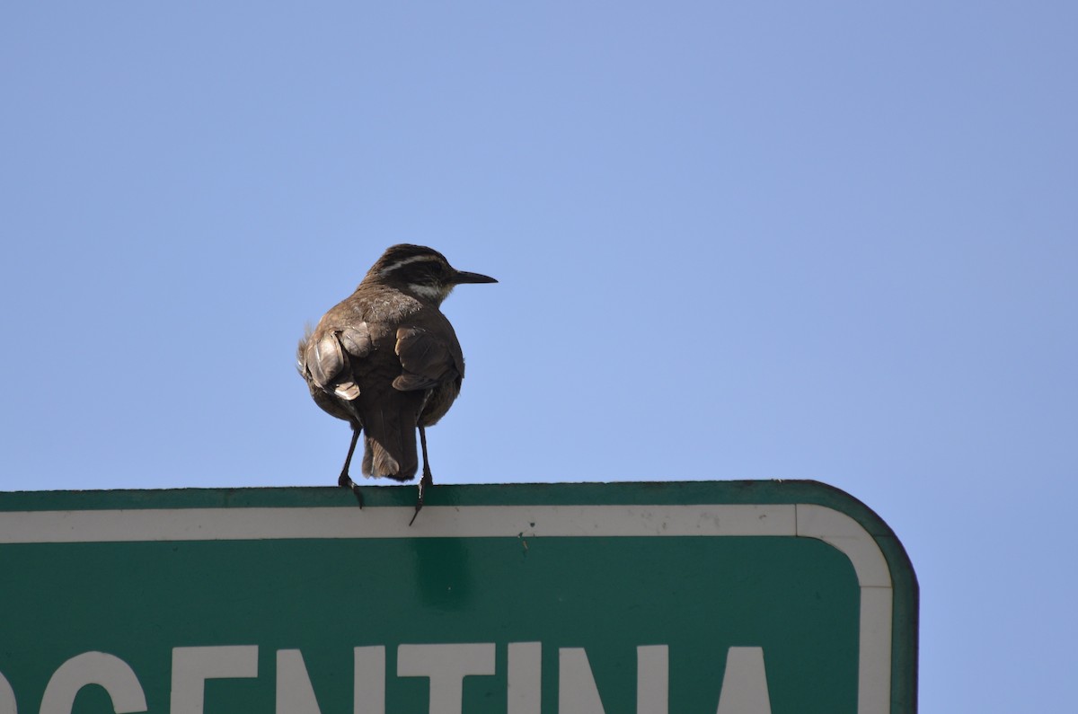 Cinclode à ventre sombre - ML644220199