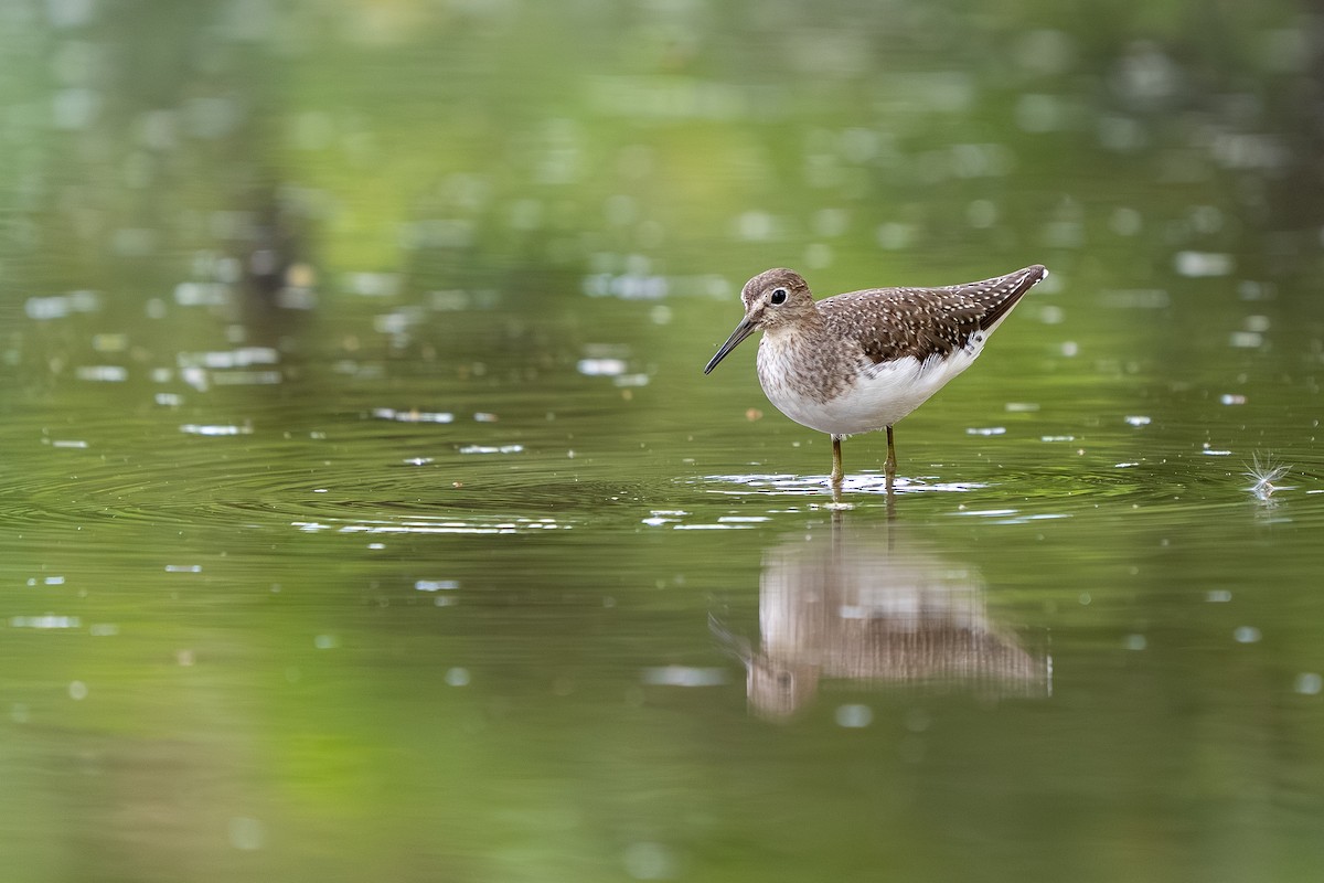 Solitary Sandpiper - ML644220204