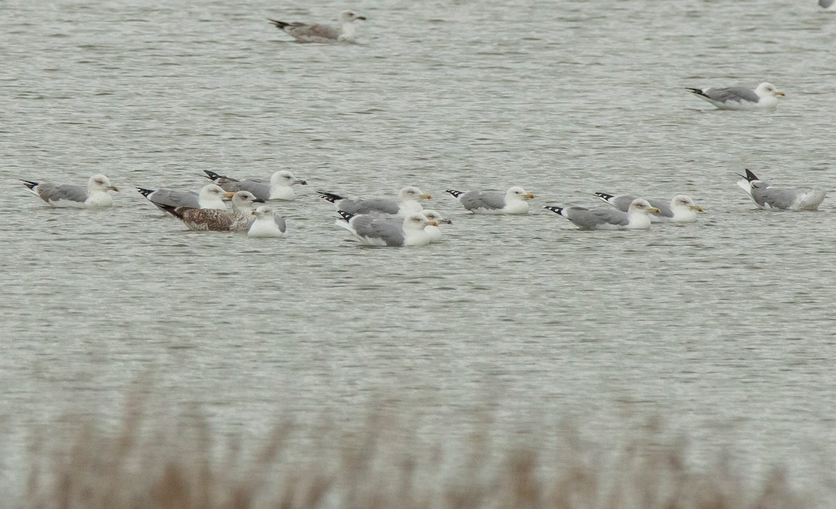 Caspian Gull - ML644220223
