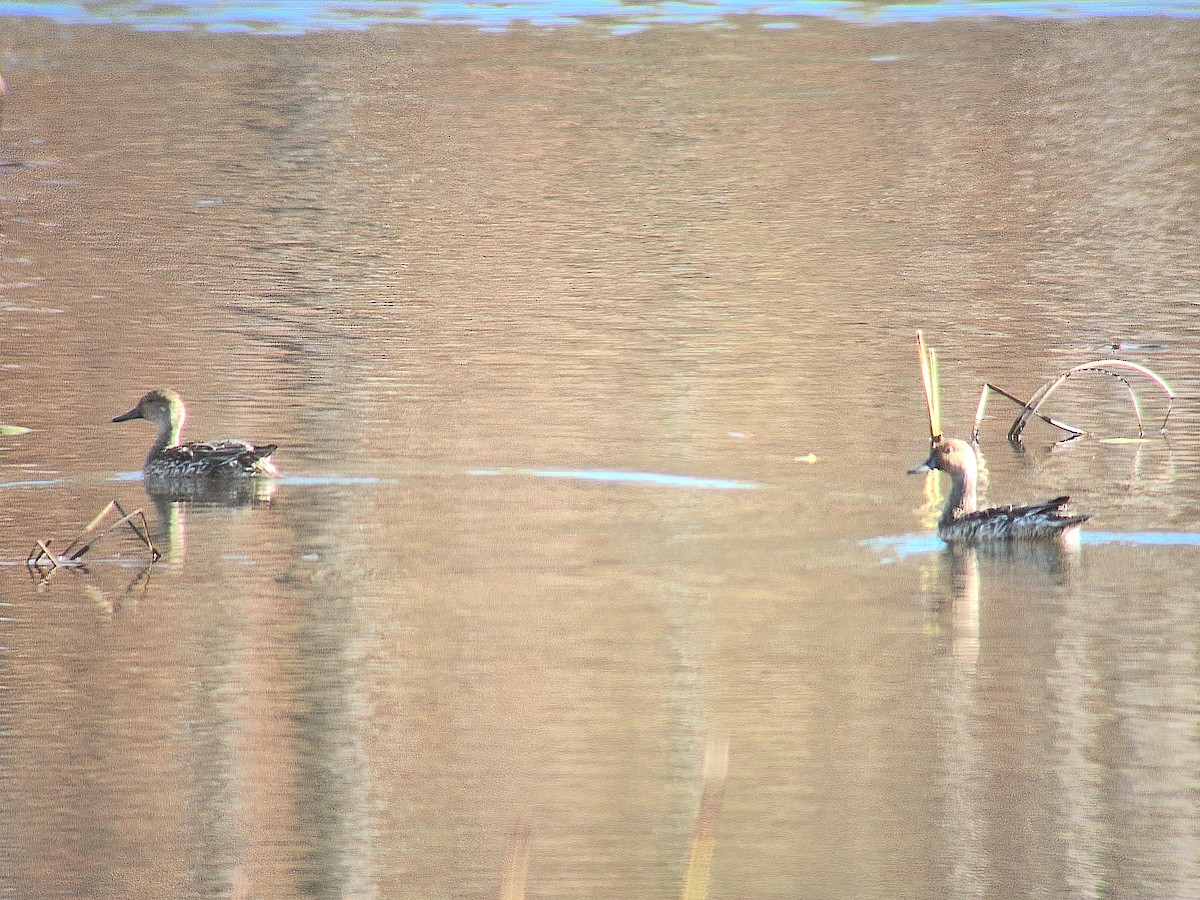 ostralka štíhlá - ML644220238