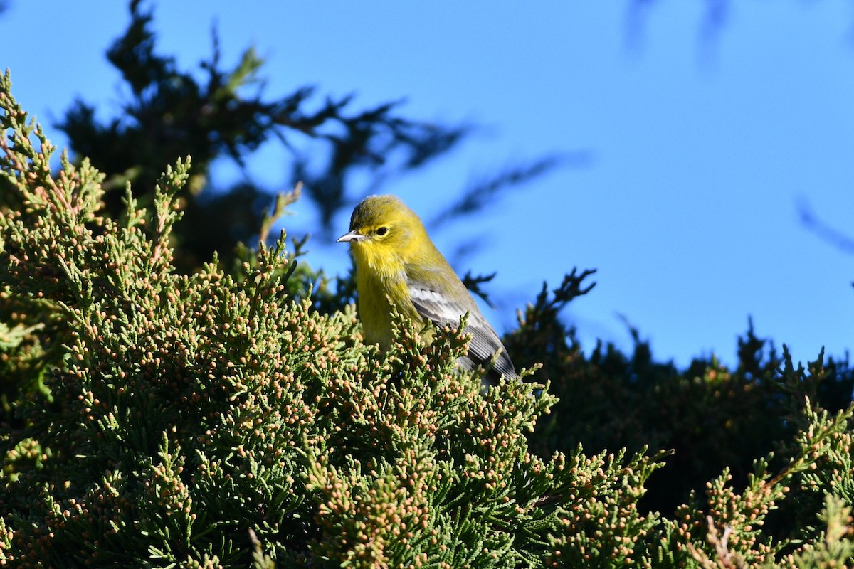 Pine Warbler - ML644220239