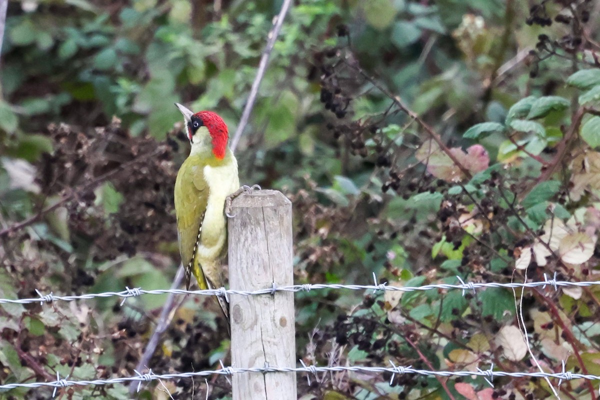Eurasian Green Woodpecker - ML644220246