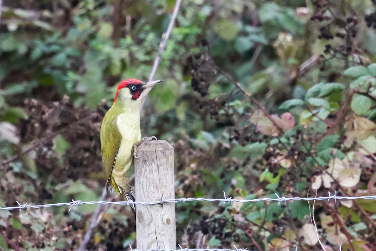 Eurasian Green Woodpecker - ML644220247