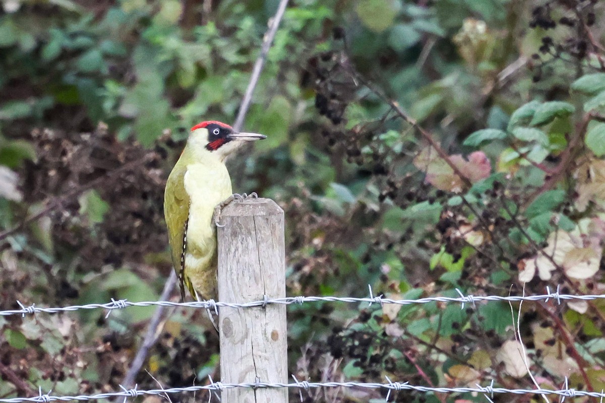 Eurasian Green Woodpecker - ML644220248