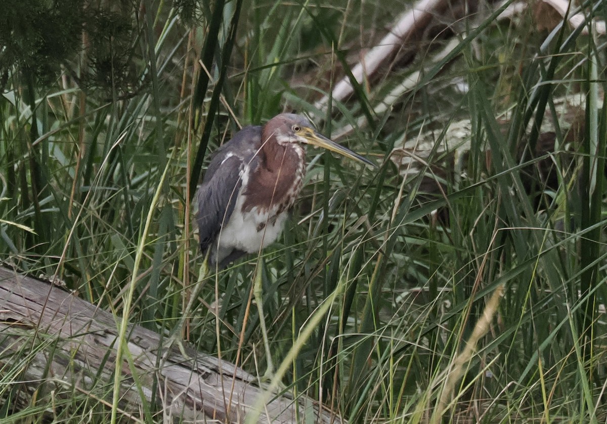 prakthegre - ML644220252