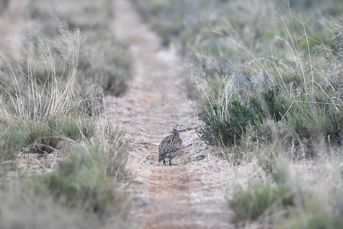 Francolin d'Archer - ML644220258