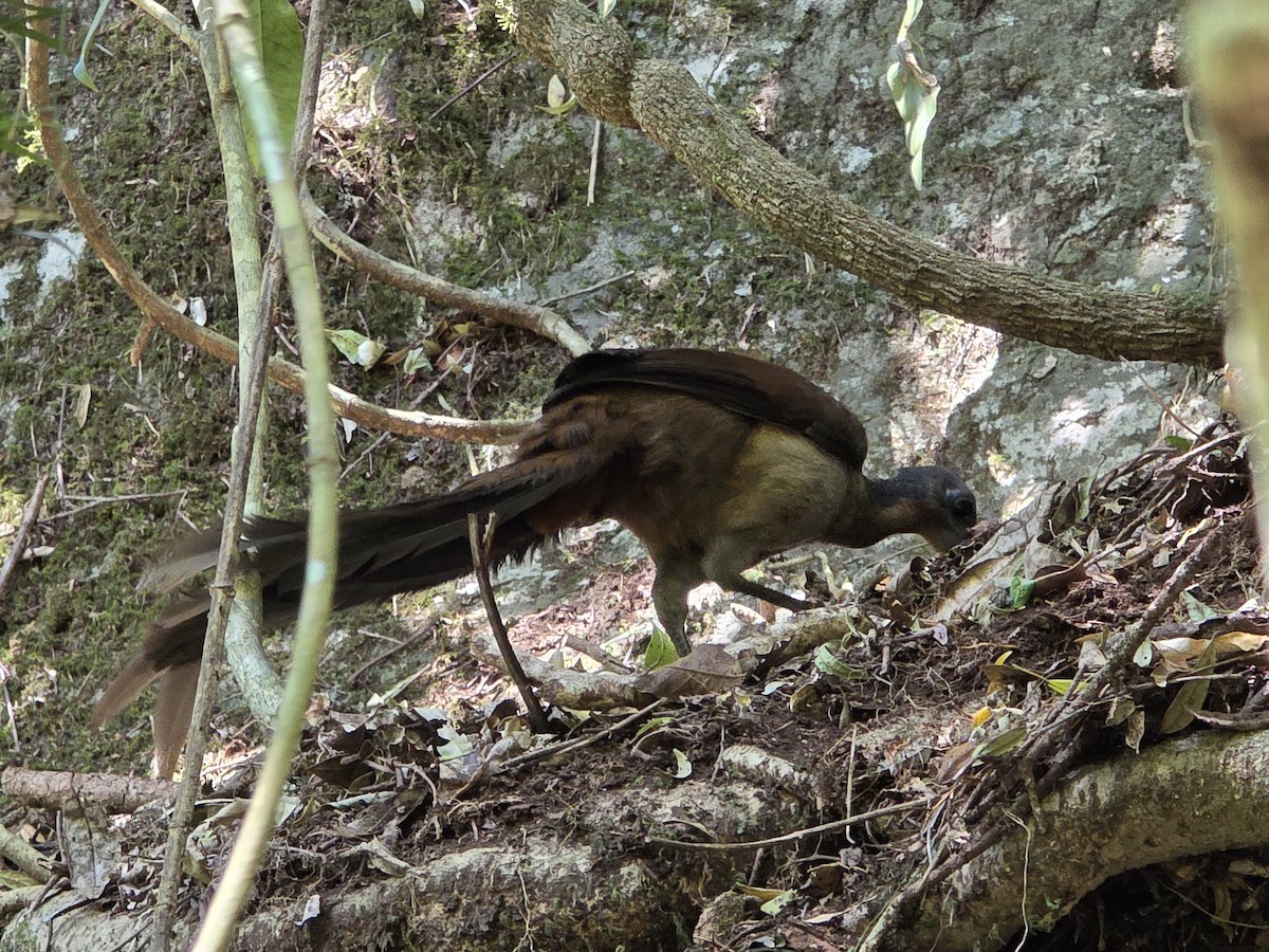 Albert's Lyrebird - ML644220263