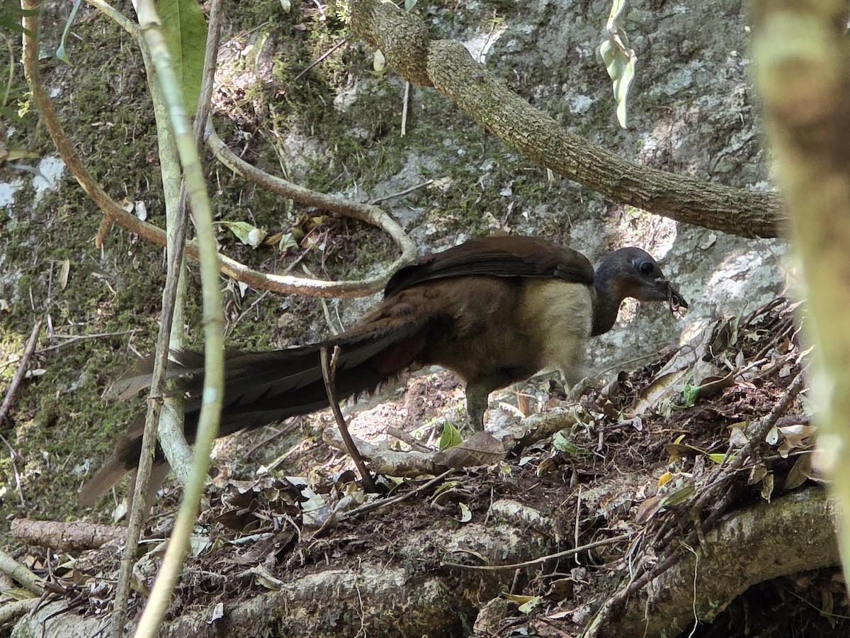 Albert's Lyrebird - ML644220264