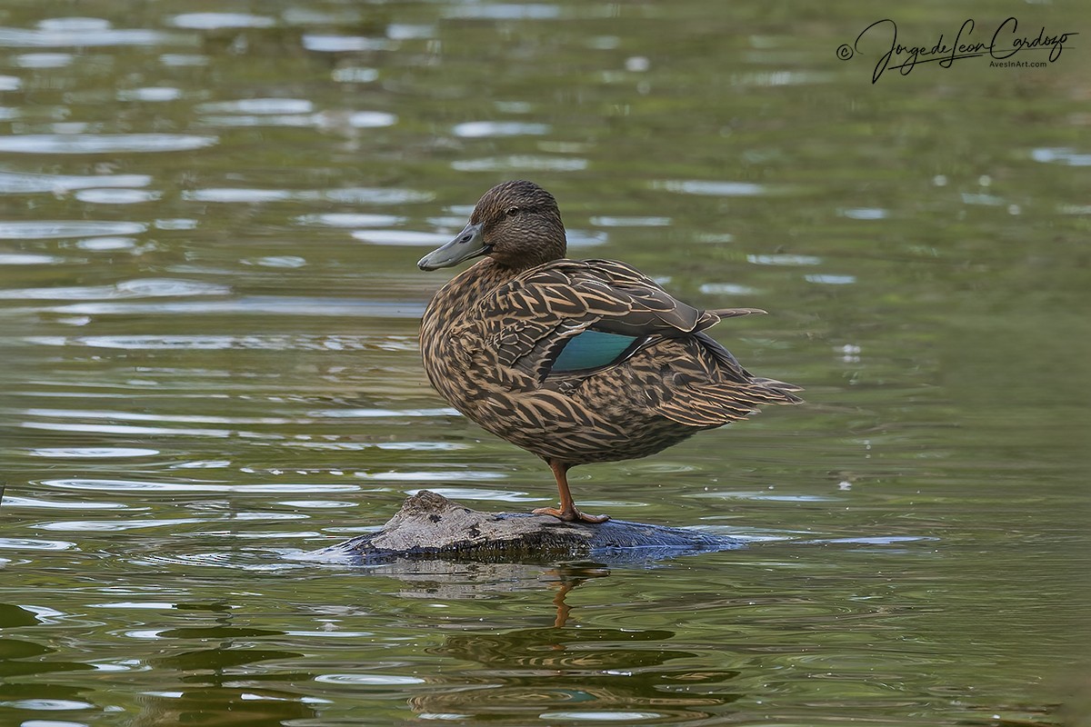 Meller's Duck - ML644220268