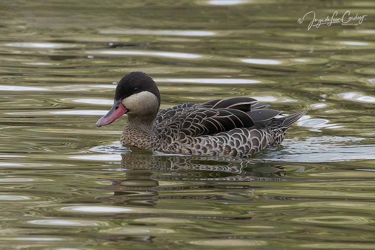 Red-billed Duck - ML644220296