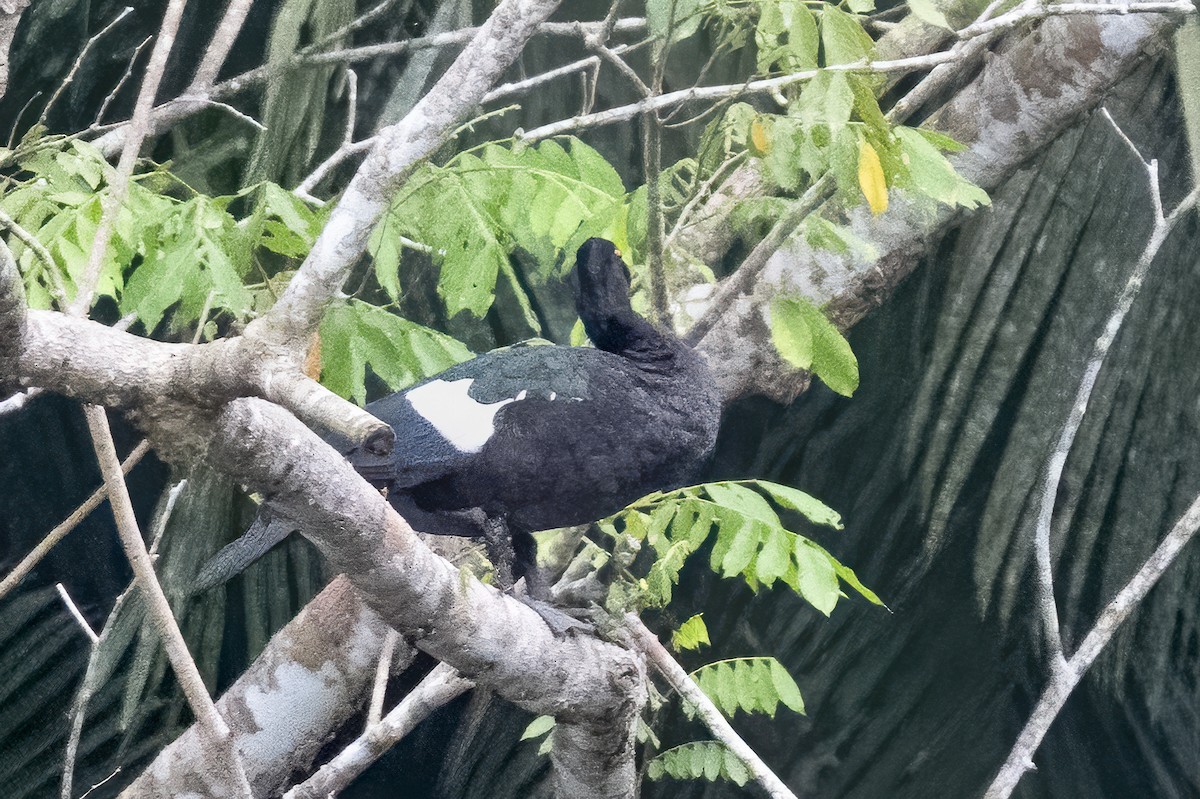 ノバリケン - ML644220297