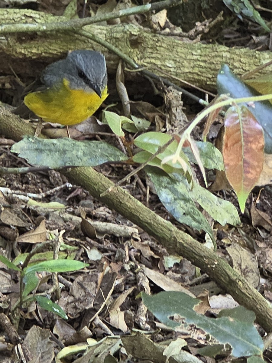 Королець жовтий - ML644220314