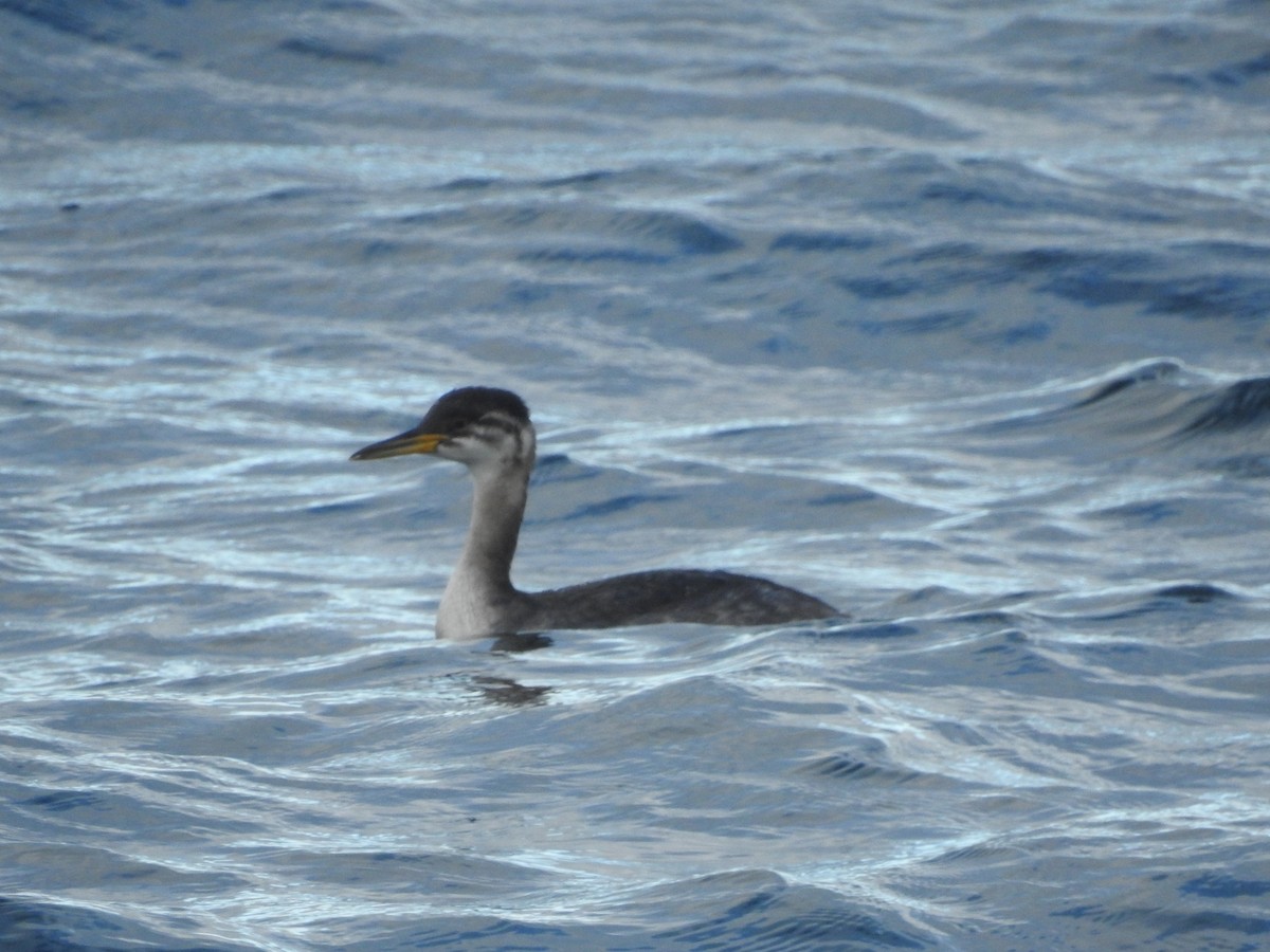 Red-necked Grebe - ML644220344