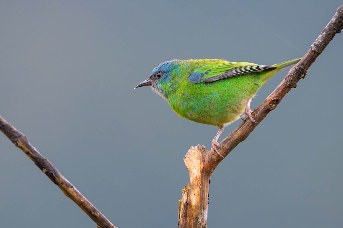 Blue Dacnis - ML644220348