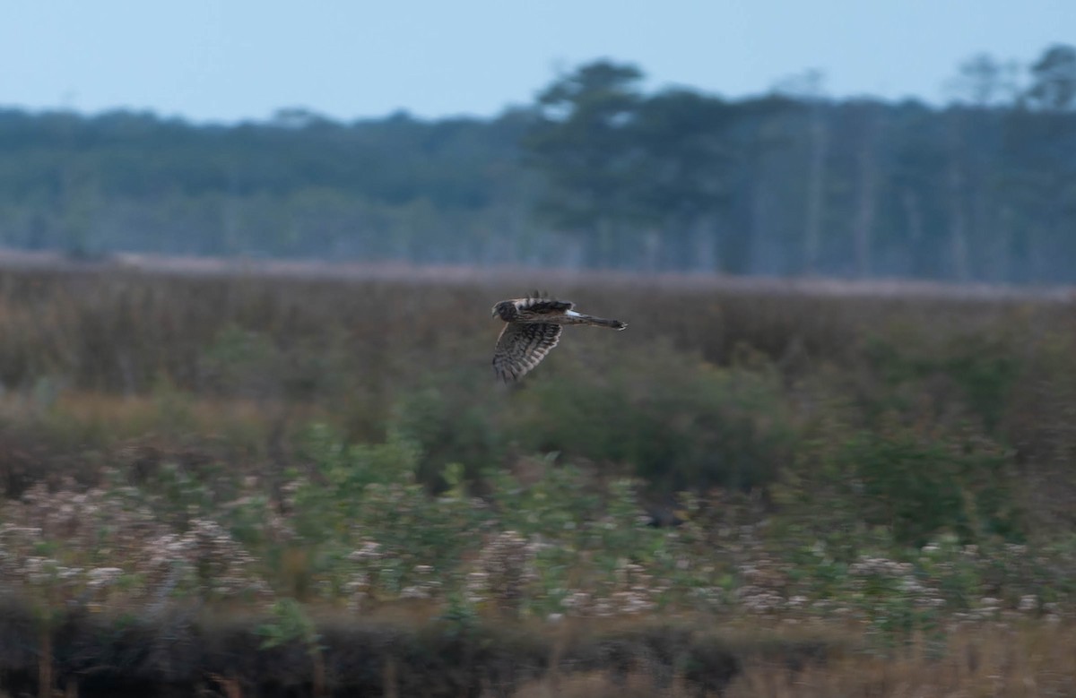 アメリカハイイロチュウヒ - ML644220351