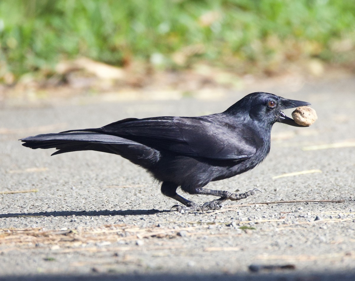 New Caledonian Crow - ML644220353
