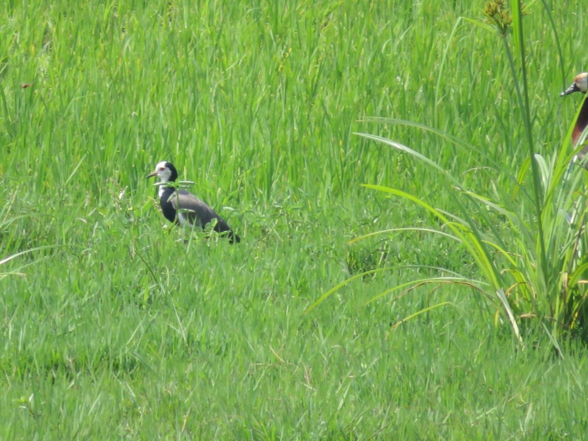 Long-toed Lapwing - ML644220356