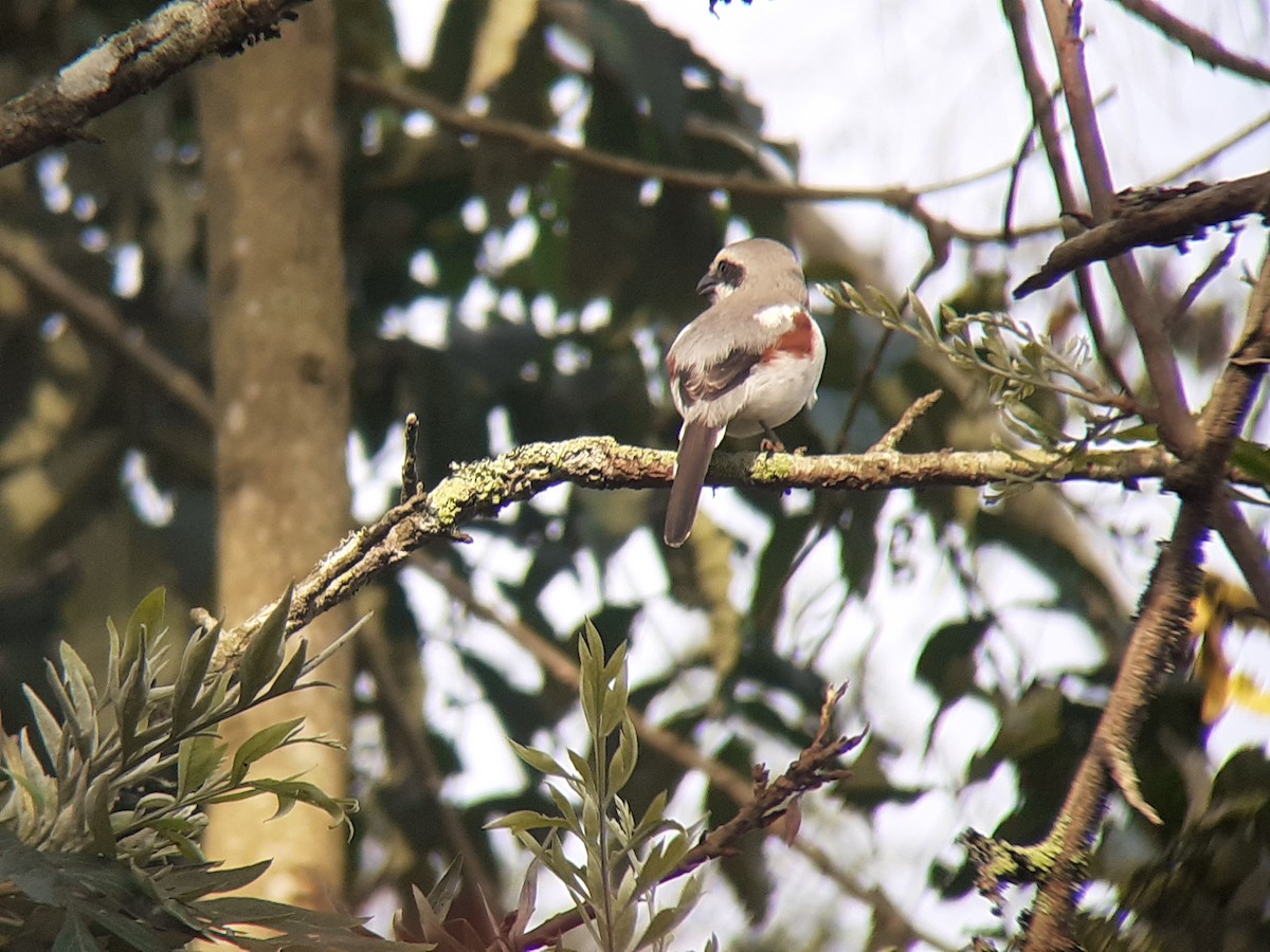 Mackinnon's Shrike - ML644220365