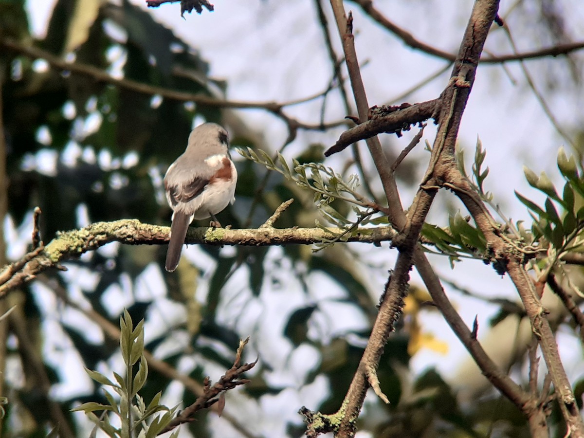 Mackinnon's Shrike - ML644220366