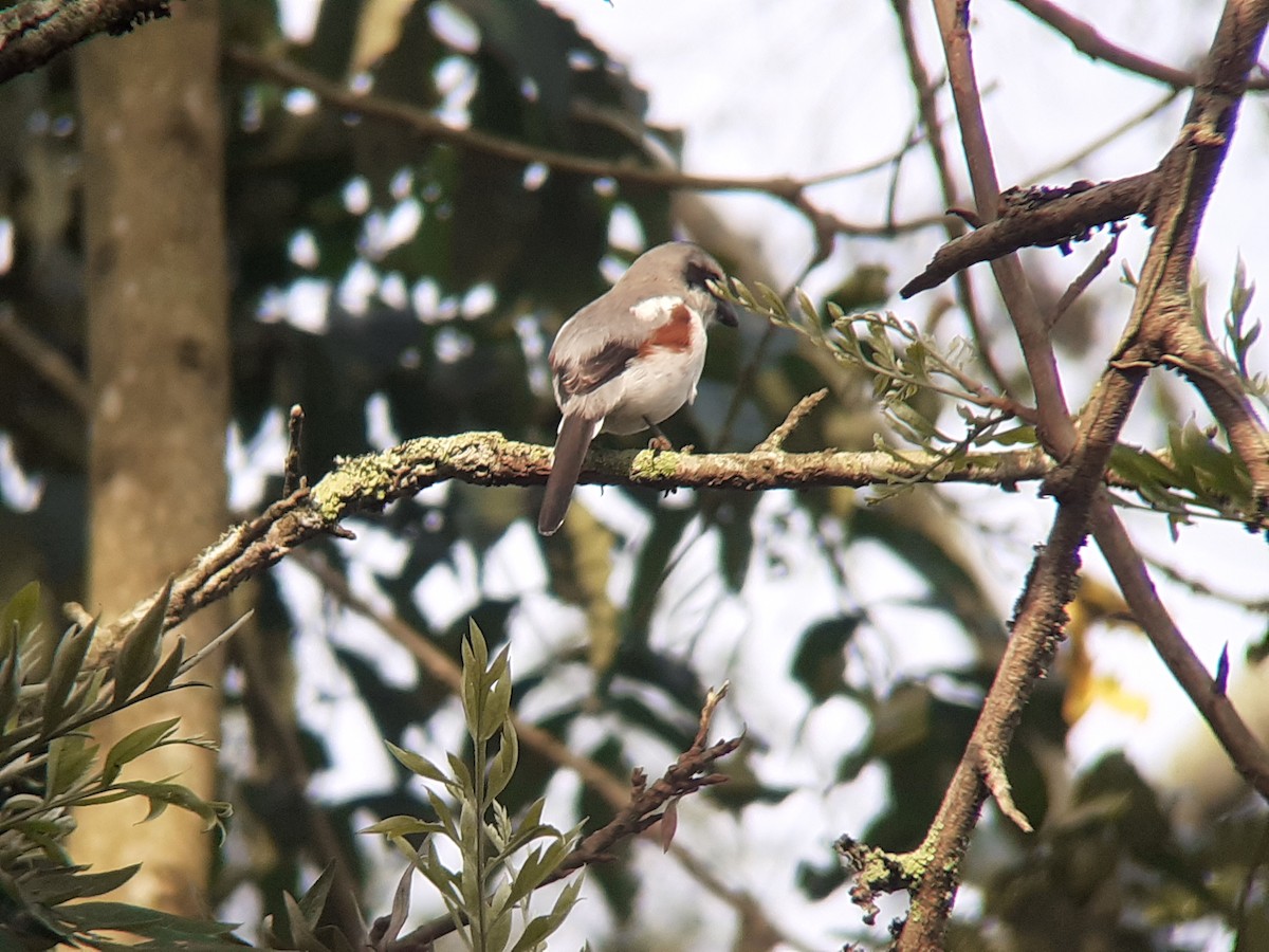 Mackinnon's Shrike - ML644220367