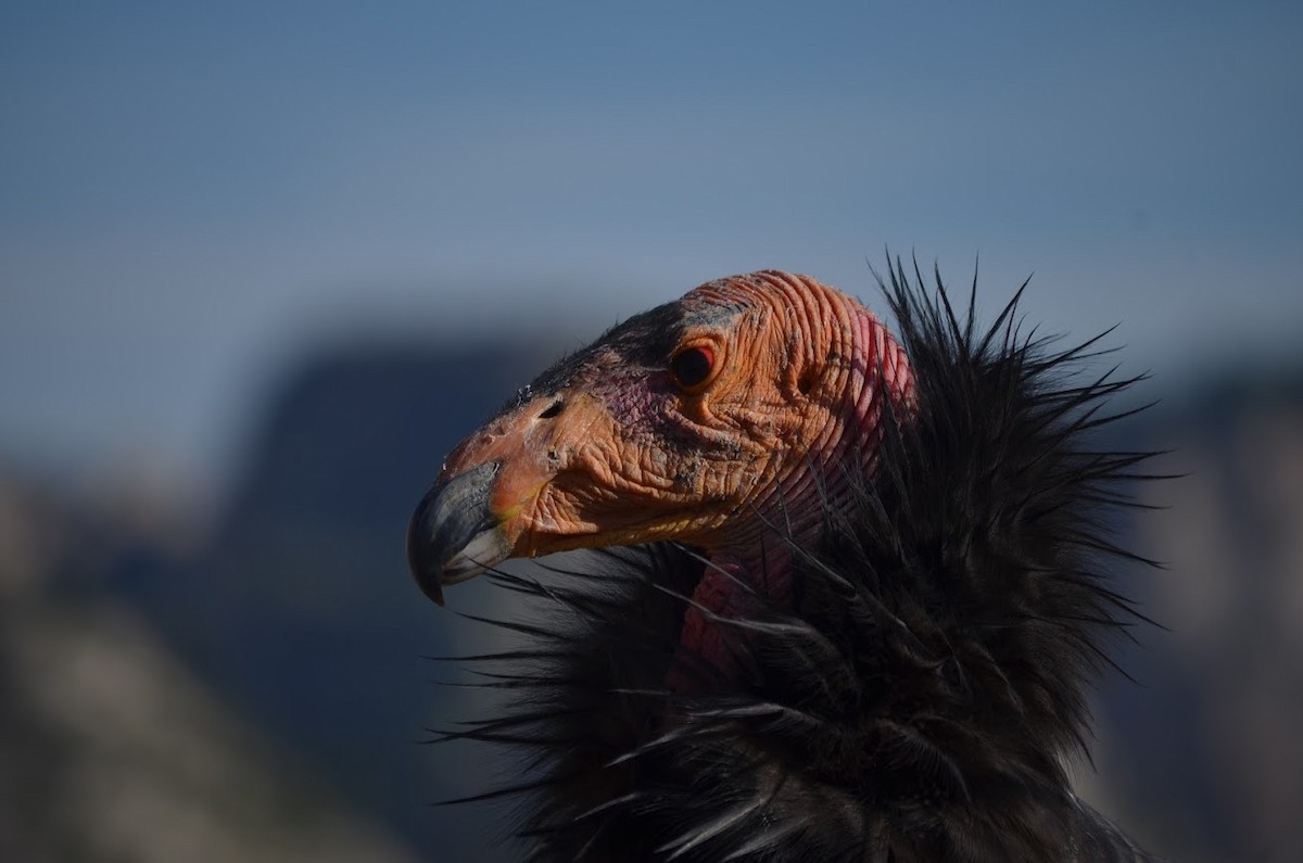 California Condor - ML644220368
