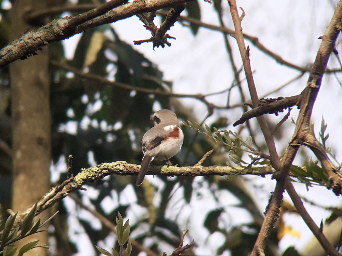 Mackinnon's Shrike - ML644220369