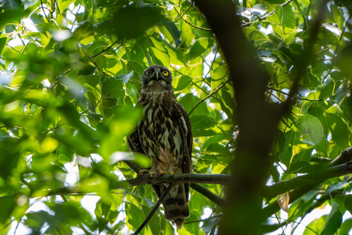 Japankauz - ML644220376