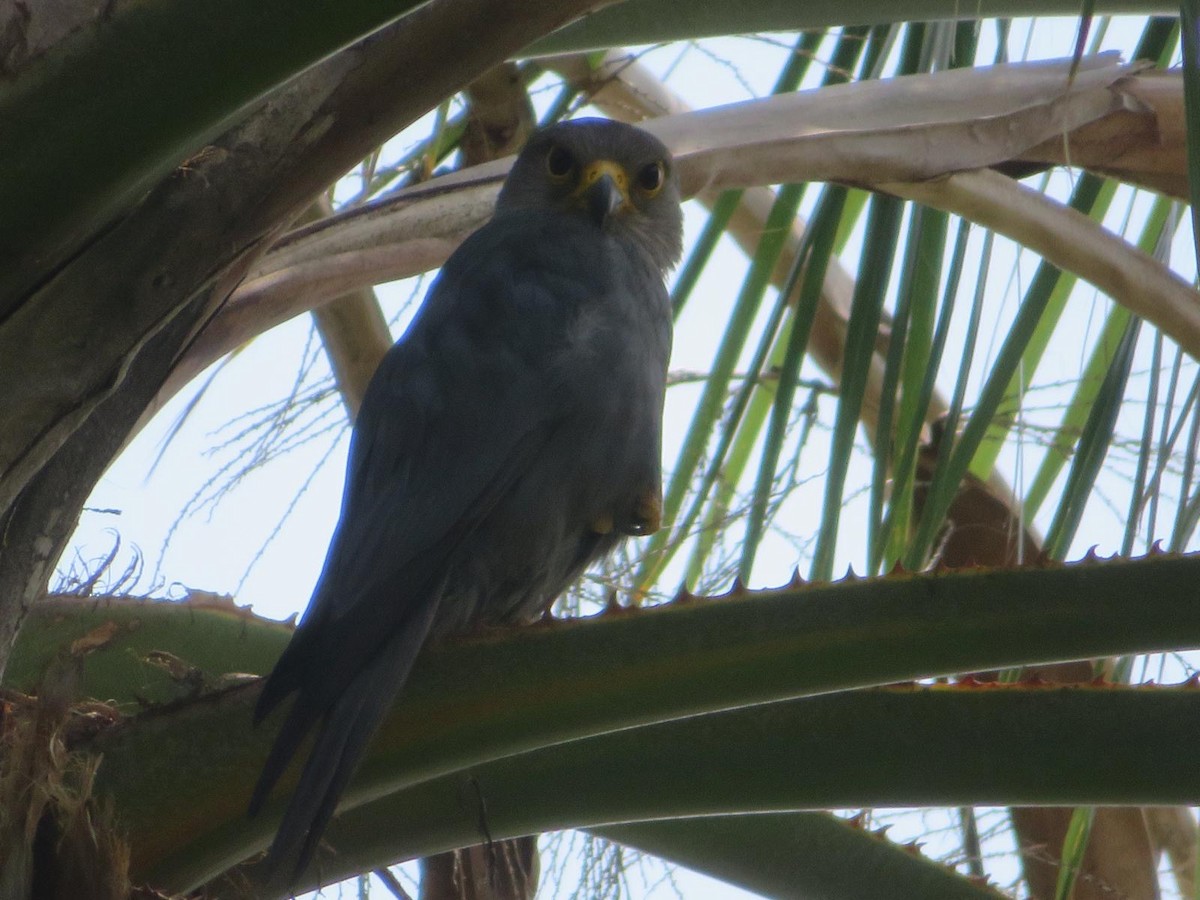 Gray Kestrel - ML644220383