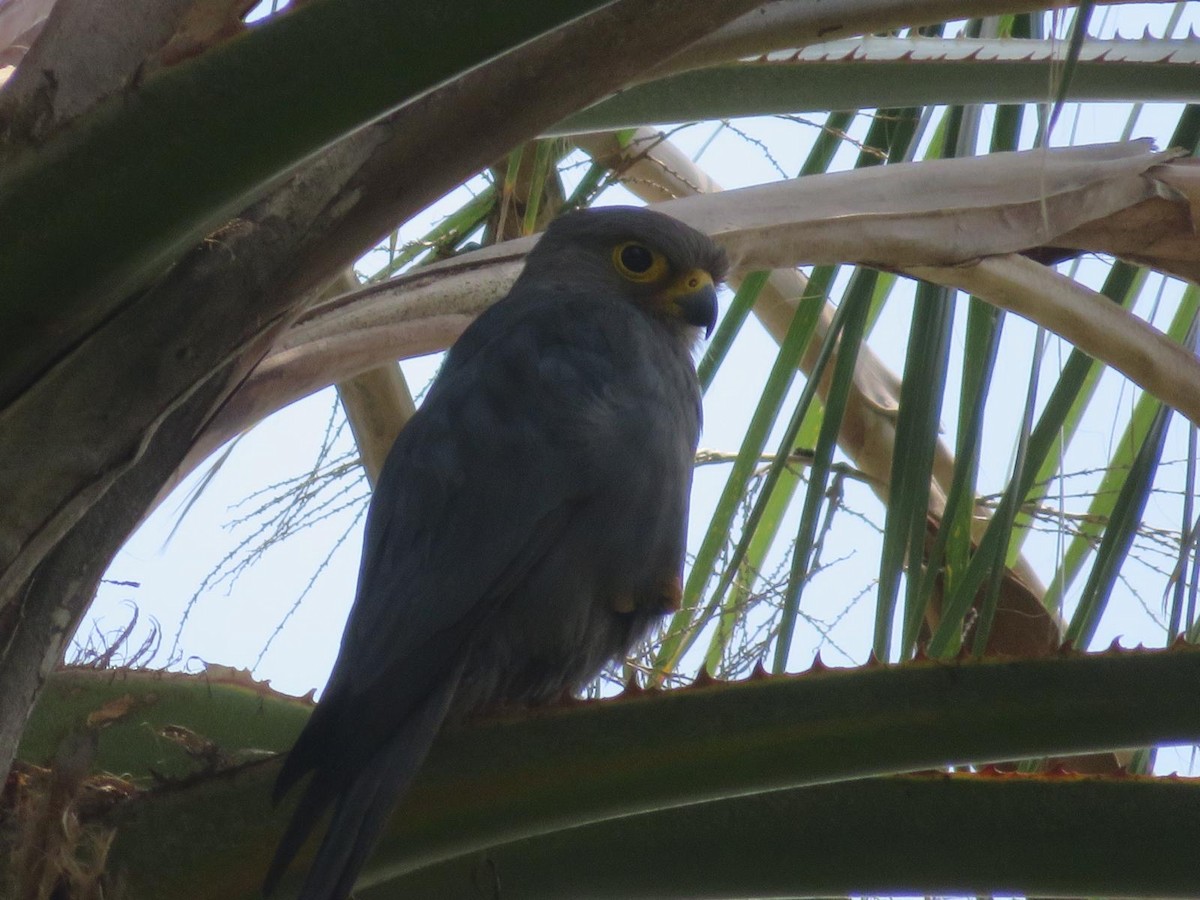Gray Kestrel - ML644220384