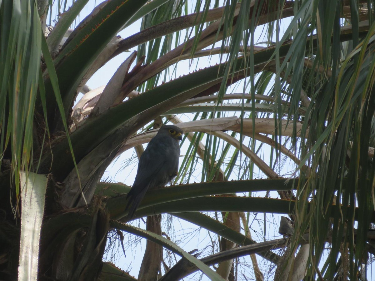 Gray Kestrel - ML644220385