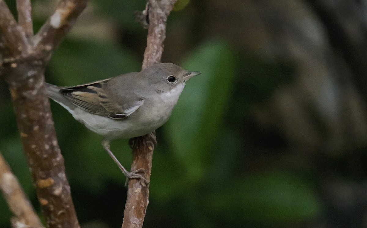 Sterpazzola - ML644220386