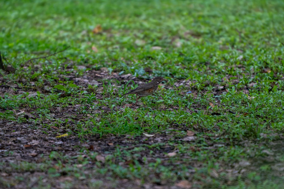 Scheckendrossel - ML644220444